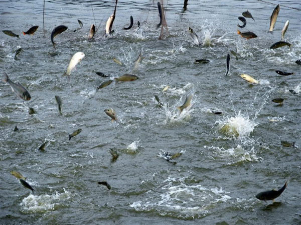 大型水產養殖需要什麽機械設備？